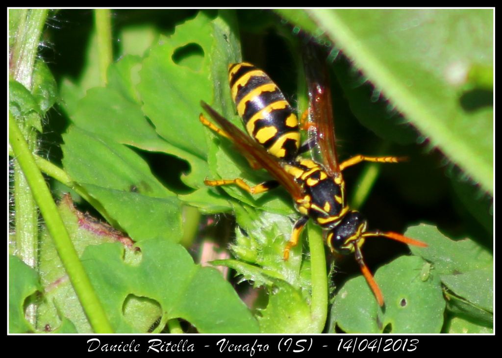 Polistes sp.